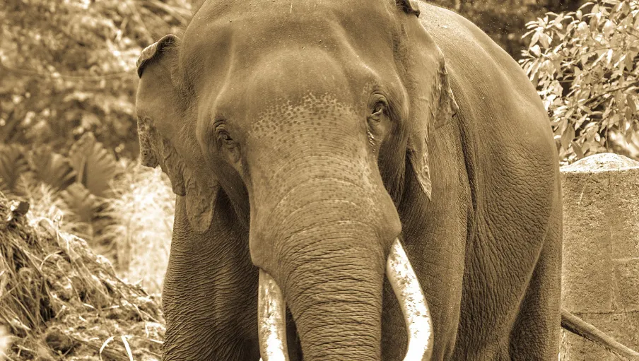 ASM scholarships ASM scholarships